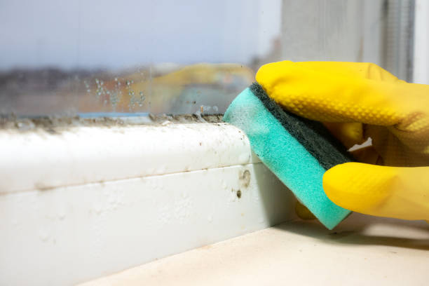 Best Residential Mold Remediation in Danville, IA